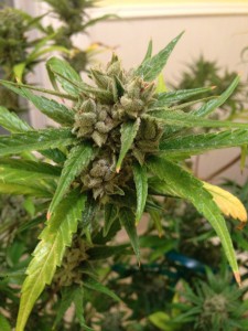 jamaican-white-ice-marijuana