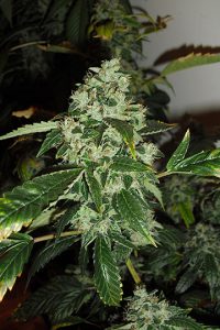 growing-marijuana-flowering-og18