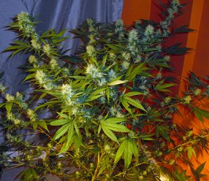 growing-marijuana-mid-flowering-jamaican