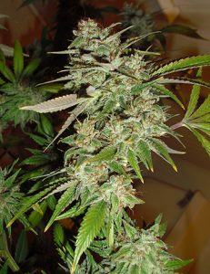growing-marijuana-ripening-stage-deathstar