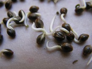 growing-marijuana-seed-germination