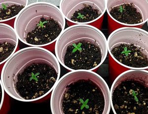 growing-marijuana-seedling-growth-stage