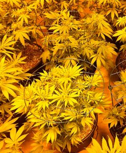 growing-marijuana-vegetative-growth-01